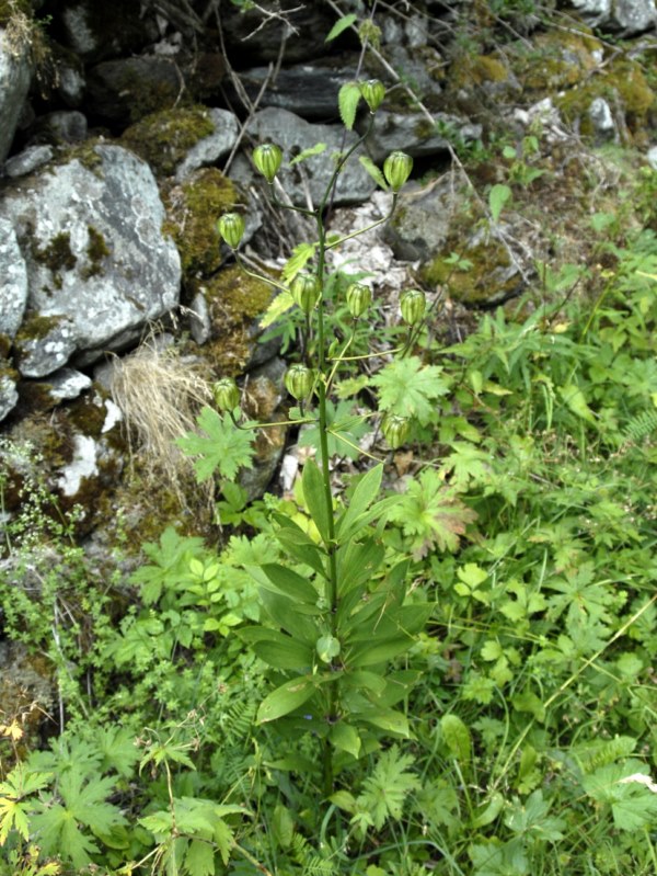 Lilium martagon - frutti